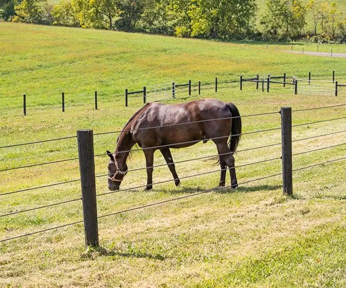 Coated wire horse fence