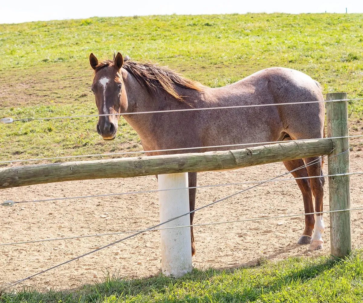 Durable horse fence installed for long-term value